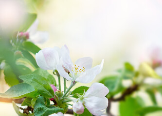 Blossoming apple tree branch background. Spring background