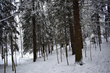landscape winter snowy forest snowdrifts