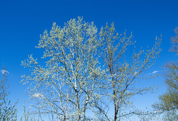 tree branches against sky