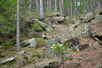 stream in the woods