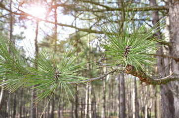 pine tree branches