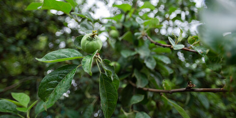 Apple orchard. An unripe green apple on a branch. Panorama.