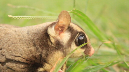 Sugar Glider crawling on grass.