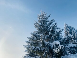 Fir covered with snow