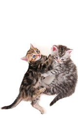 Cute newborn kittens on white background