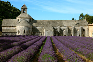 France, Provence Alps Cote d'Azur, Haute Provence, Cistercian monastery of Senanque beside lavender field