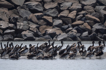 Fototapeta premium Pelicans standing on the beach, La Punta, Callao. Pacific Ocean