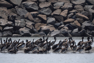 
Pelicans standing on the beach, La Punta, Callao. Pacific Ocean