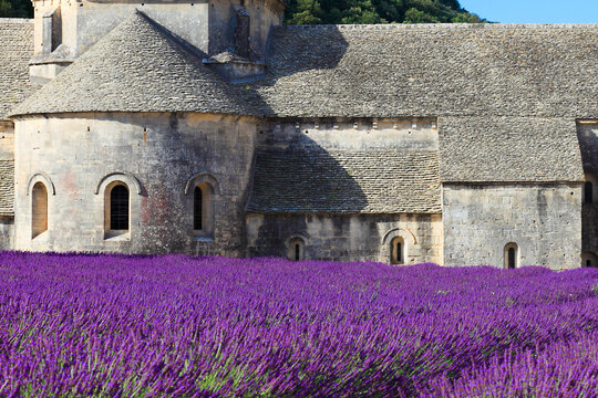 France, Provence Alps Cote d'Azur, Haute Provence, Cistercian monastery of Senanque beside lavender field