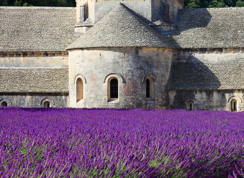France, Provence Alps Cote d'Azur, Haute Provence, Cistercian monastery of Senanque beside lavender field