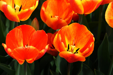 Fototapeta premium Tulips