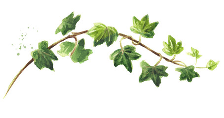 Ivy branch with leaves. Hand drawn watercolor illustration isolated on white background
