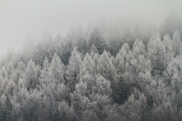 Fototapeta na wymiar Misty snow-covered trees on a mountainside in Poland.