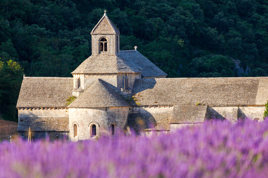France, Provence Alps Cote d'Azur, Haute Provence, Cistercian monastery of Senanque beside lavender fielddes: Abbay Notre-Dame de S&eacute;nanque