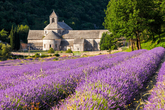 France, Provence Alps Cote d'Azur, Haute Provence, Cistercian monastery of Senanque beside lavender field