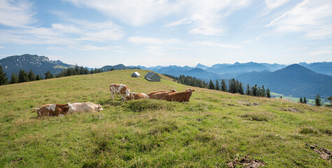 group of milker cows at Hirschhornlkopf mountain, upper bavaria