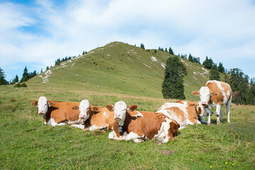 Fototapeta na wymiar group of cows in the mountains, Hirschhornlkopf bavaria