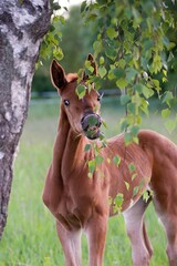 warmblood