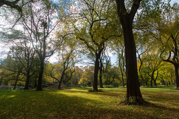 garden landscape in autumn, inside central park, New York city 