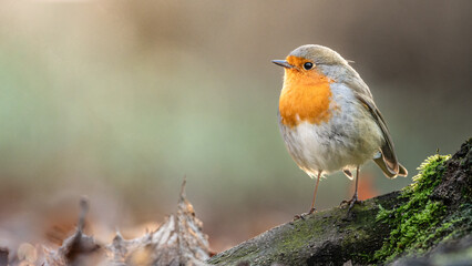 A robin sitting on a root of a tree during morning sun.