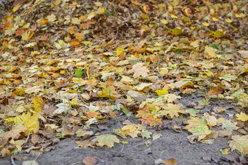 autumn leaves background