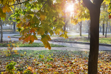 autumn in the park