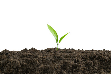 Isolate from the green sprout of the plant.