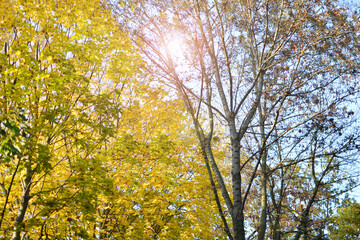 autumn leaves in the sun