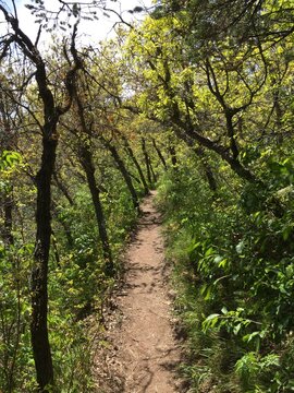 Red Rocks, Mountain Forests and Trees on Hike through Roxborough State Park Colorado