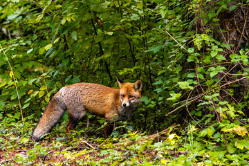 A pleasant encounter with a beautiful fox, while walking around Mount Olympus, Pieria, Central Macedonia, Greece.
