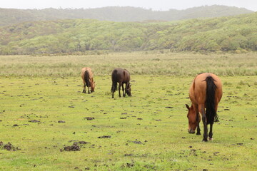 Fototapeta na wymiar Horses grazing in the island of Chiloe, Chile
