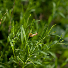 Ślimak z wysuniętymi czułkami ujęcie z bliska w lawendzie rozmyte tło © Monika