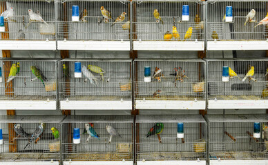 Caged birds for sale in a street market in Italy