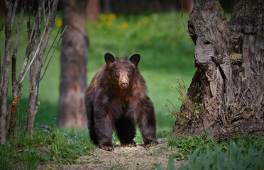 Brown Bear