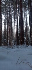 Fototapeta premium forest in winter