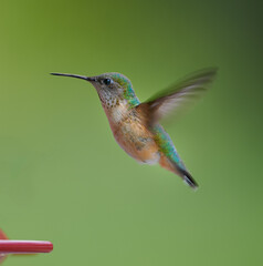 Fototapeta premium hummingbird in flight