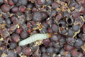 Canola seeds damaged by Indian mealmoth Plodia interpunctella. Visible cobweb, droppings, damaged grains, caterpillar.