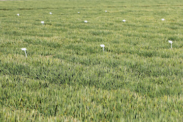 A view of the experimental fields where agronomy trials are conducted.