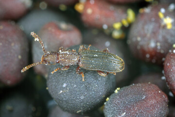 The sawtoothed grain beetle Oryzaephilus surinamensis is a insect from family Silvanidae. It is a common worldwide pest in warehouses and homes. Beetle on canola seeds.