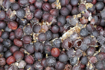 Oilseed rape seeds destroyed by moth-storage pests.