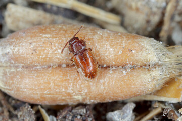 Beetle Cryptophagus of the family Cryptophagidae, the silken fungus beetles, pests of some stored products as dried mushrooms and grain.