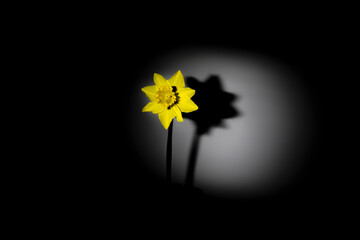 Flower of yellow Daffodil (narcissus), isolated on black background