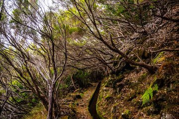 Fototapeta premium Madeira -Levada do Rocha Vermeilho
