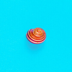 Flat Lay isolated image of a coastal seashell on a blue background