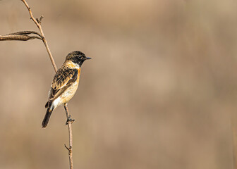 Stone Chat sitting on a branch