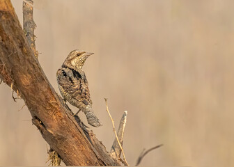 Eurasian Wryneck sitting on a tree