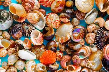 Flat Lay wallpaper background image of coastal seashells on a blue background