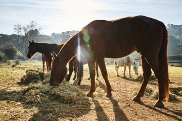 Few wild horses grazing in a field at early morning, eating grass, horse looking in the camera, white and brown horses, steam from the nostrils, backlight, slope with trees on background, sun glare