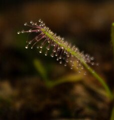 Spade-leaf sundew leaf close-up