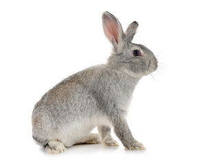Obraz premium rabbit Gris de Touraine